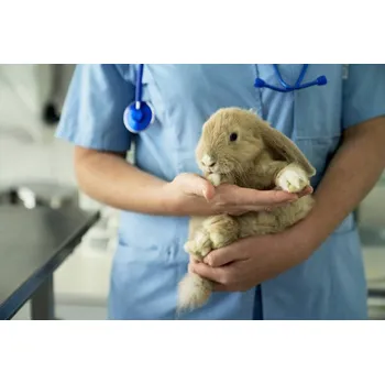 Plakát Plakát, Obraz - Pet Rabbit Getting Annual Check-Up at, xavierarnau