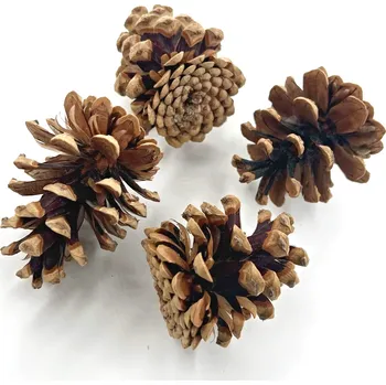 Borovicová šiška 5-7 cm k výrobě dekorací