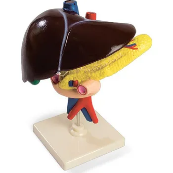 Anatomický model jater se slinivkou