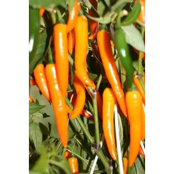 Rybářský háček Cayenne Orange 10ks (balení 10)