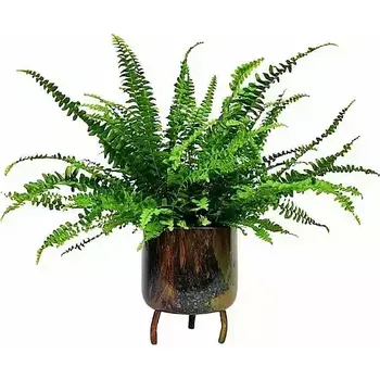 umělá květina Ledviník v květináči (kapradí)