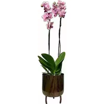 umělá květina Květiny Expres Orchidej Tmavě Růžová