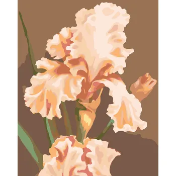 ZUTY Malování podle čísel - RŮŽOVÝ IRIS (MYROSLAVA VOLOSCHUK) Rozměr: 40x50 cm, Rámování: vypnuté plátno na rám