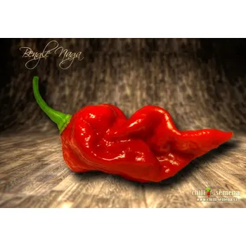 Semeno chilli-semena Bengle Naga