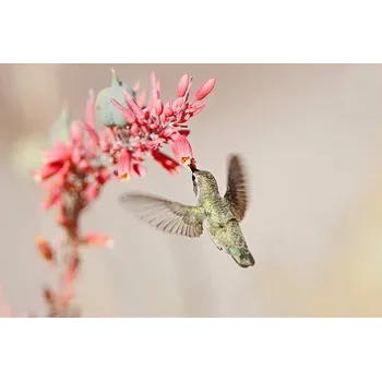 Plakát Plakát, Obraz - Hummingbird at desert flowers, SusanGaryPhotography