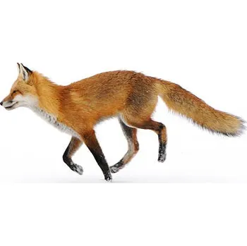 Plakát Plakát, Obraz - Red Fox in snow, Nikographer [Jon]