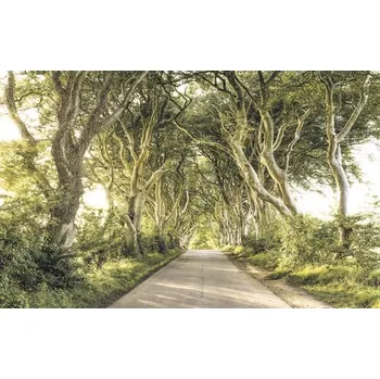 Fototapeta Fototapeta vliesová SH057-VD4 Golden Hedges 4-dílná 400x250 cm