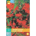 JUB Holland Begónie Pendula oranžová…