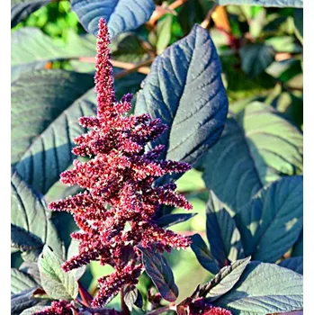 Semeno Burgundský amarant