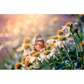 Plakát Plakát, Obraz - The yellow orange butterfly is on, sarayut Thaneerat