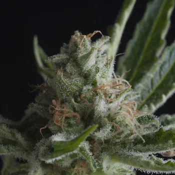 Semeno Pyramid Seeds Shark CBD Balení: 5+2ks