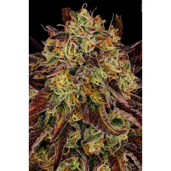 Semeno Paradise Seeds Tangerine Sorbet Balení: 5ks