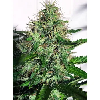 Semeno Ministry of Cannabis Light CBD Balení: 5ks