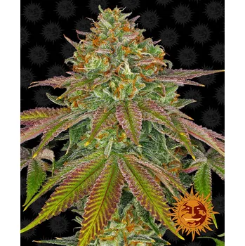 Semeno Barney's Farm Wedding Cake Balení: 3ks