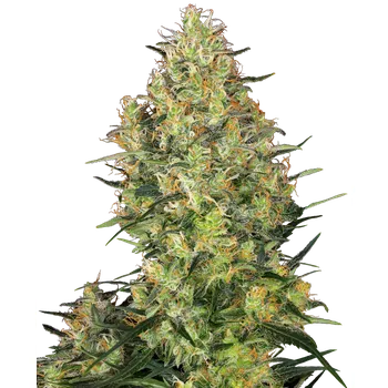 Semeno Sensi Seeds Shiva Skunk Balení: 3ks