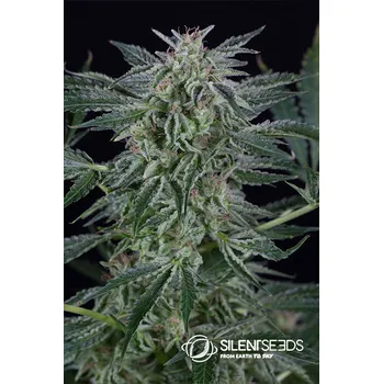 Semeno Silent Seeds Critical Jack Auto Balení: 5ks