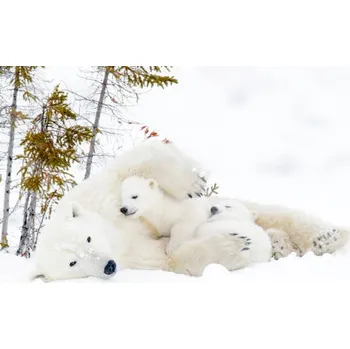 Plakát Plakát, Obraz - Polar bear (Ursus maritimus), AndreAnita