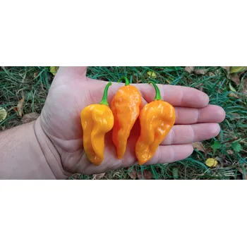 Semeno chilli-semena Fatalii Yellow