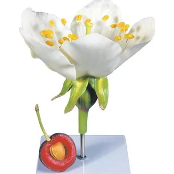 umělá květina Květ třešně ptačí (Prunus avium), model