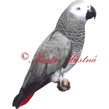 Samolepka žako, papoušek