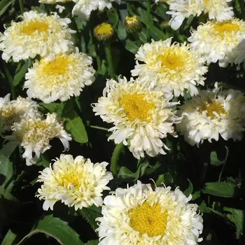 Sazenice Leucanthemum maximum Luna