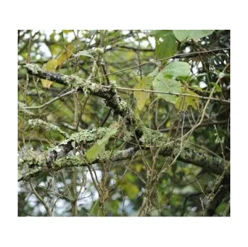 Polep vozidla Stickerbomb TLKN-375 auto wrap fólie 152x1500cm - interiér/exteriér