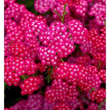 Sazenice Řebříček obecný ´CERISE QUEEN´, kont. 1,5 l