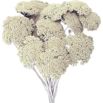 Dekorace - Sušina Achilea-řebříček 50g