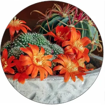 Jedlá dekorace na dort Jedlý papír kvetoucí kaktus 19,5 cm