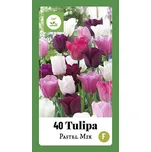 Vilmorin Tulipán Darwin pastel mix 40 ks