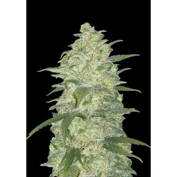 Semeno FastBuds Original White Widow Auto Balení: 1ks