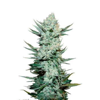 Semeno FastBuds Tangie Auto Balení: 1ks