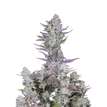 Semeno FastBuds Wedding Glue Auto Balení: 1ks