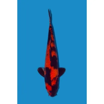 Krmivo pro rybičky HQ Tategoi Hi Utsuri ... JK 23TIS15