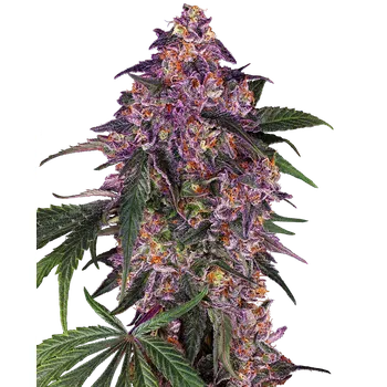 Semeno Sensi Seeds Sensi Purple Kush Balení: 3ks