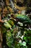 Dekorace do terária Lucky Reptile Jungle Vine Pothos Vine 200 cm