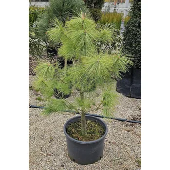 Sazenice Himalájská borovice