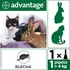 Antiparazitikum pro kočku Bayer Advantage Spot On pro kočky 80 mg