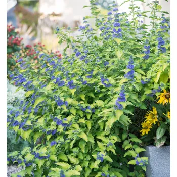 Sazenice Ořechoplodec klandonský ´HINT OF GOLD®´ 20-30 cm, kont. 1,4 l