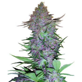 Semeno Sensi Seeds Purple Skunk Auto Balení: 3ks