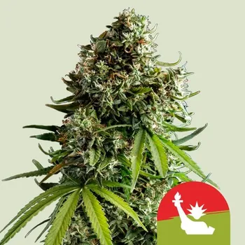 Semeno Royal Queen Seeds NYC Sour D Auto Balení: 1ks