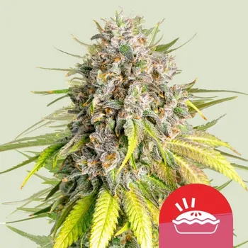 Semeno Royal Queen Seeds Punch Pie Balení: 1ks