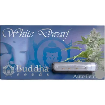 Semeno White Dwarf AUTO – samonakvétací semena | Buddha Seeds Feminized (Ks): 1