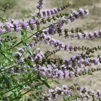 Voda Máta klasnatá - Přírodní voda - Mentha spicata 25 l