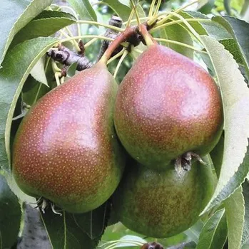 Květináč Hrušeň letní BIO terasová FloraSelf Bio Pyrus communis 'Dobrá Louisa' výška kmene 40 cm květináč 5 l