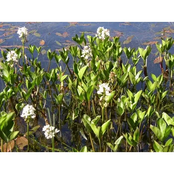 Sazenice Menyanthes trifoliata