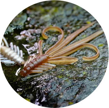 Umělá nástraha RedBass Gumová Nástraha Nymfa Brown/Silver - XL 130 mm