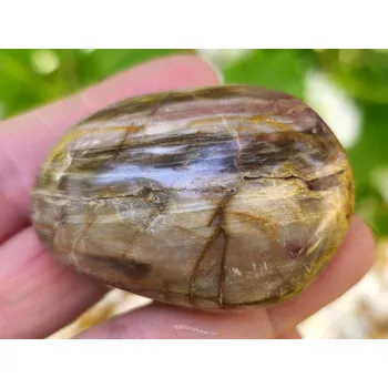 Sběratelství Hladký kámen zkamenělé dřevo 79g (Madagaskar)