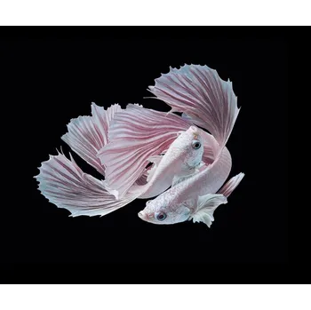 Plakát Plakát, Obraz - The Love, Andi Halil