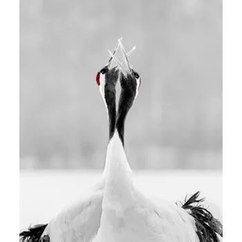 Plakát Plakát, Obraz - sing for morning, Jie Fischer